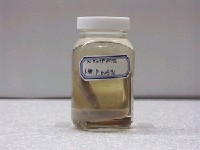 藏品(鱸鰻)的圖片